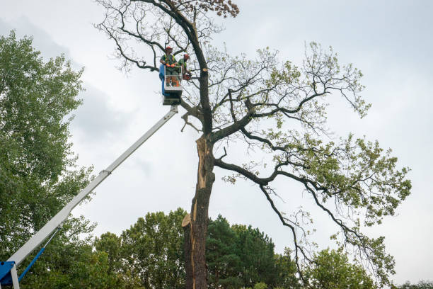 How Our Tree Care Process Works  in  Suncoast Estates, FL